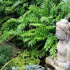 Japanese Holly Fern - Cyrtomium Falcatum 'Rochfordianum' - 2.5 Quart Pot 11 Japanese Holly Fern - Cyrtomium Falcatum 'Rochfordianum' - 2.5 Quart Pot -Garden Supplies Sales 2024 fern20holly203