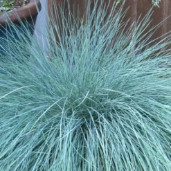 Beyond Blue Festuca (Fescue) - 6 Pack Of 1 Gallon Pots -Garden Supplies Sales 2024 festuca beyond blue fescue 100 1