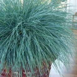Beyond Blue Festuca (Fescue) - 1 Gallon Pot -Garden Supplies Sales 2024 festuca beyond blue fescue 101