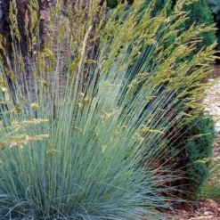 Blue Fescue Grass (Festuca Glauca) - 1 Gallon Pot -Garden Supplies Sales 2024 festuca glauca blue fescue grass 13 2