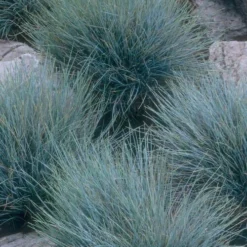 Blue Fescue Grass (Festuca Glauca) - 1 Gallon Pot -Garden Supplies Sales 2024 festuca glauca blue fescue grass 14 2