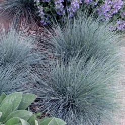 Blue Fescue Grass (Festuca Glauca) - 10 Pack Of Quart Pots -Garden Supplies Sales 2024 festuca glauca blue fescue grass 7