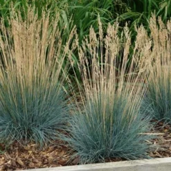 Beyond Blue Festuca (Fescue) - 3 Pack Of Quart Pots -Garden Supplies Sales 2024 festuca20beyond20blue