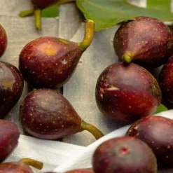 Little Ruby Dwarf Fig Tree - 3 Gallon Pot -Garden Supplies Sales 2024 ficus carica little ruby fig tree 2