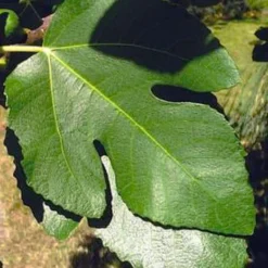 Little Ruby Dwarf Fig Tree - 3 Gallon Pot -Garden Supplies Sales 2024 ficus carica little ruby fig tree 3