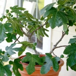 Little Ruby Dwarf Fig Tree - 3 Gallon Pot -Garden Supplies Sales 2024 ficus carica little ruby fig tree 4