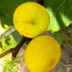 LSU Gold Fig Tree - 5 Gallon Pot -Garden Supplies Sales 2024 ficus carica lsu gold fig tree 1