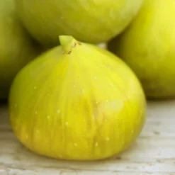 LSU Gold Fig Tree - 5 Gallon Pot -Garden Supplies Sales 2024 ficus carica lsu gold fig tree 2