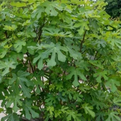 LSU Gold Fig Tree - 5 Gallon Pot -Garden Supplies Sales 2024 ficus carica lsu gold fig tree 4