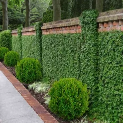 Creeping Fig - Ficus Pumila - 3 Pack Of Pint Pots -Garden Supplies Sales 2024 ficus pumila green creeping fig 100 3