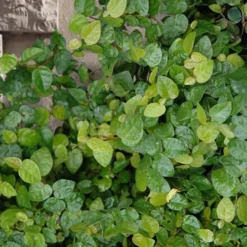 Creeping Fig (Ficus Pumila) - 5 Pack Of Quart Pots -Garden Supplies Sales 2024 ficus pumila green creeping fig 103