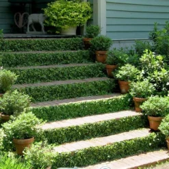 Creeping Fig (Ficus Pumila) - 5 Pack Of 4" Pint Pots -Garden Supplies Sales 2024 ficus pumila green creeping fig 105