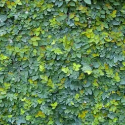 Creeping Fig (Ficus Pumila) - 10 Pack Of Pint Pots -Garden Supplies Sales 2024 ficus pumila green creeping fig 106 1
