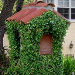 Creeping Fig (Ficus Pumila) - 5 Pack Of Quart Pots -Garden Supplies Sales 2024 ficus pumila green creeping fig 107 1