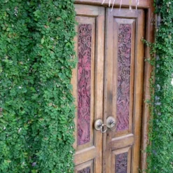 Creeping Fig (Ficus Pumila) - 5 Pack Of 4" Pint Pots -Garden Supplies Sales 2024 ficus pumila green creeping fig 108