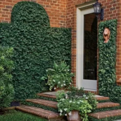 Creeping Fig - Ficus Pumila - 3 Pack Of Pint Pots -Garden Supplies Sales 2024 ficus pumila green creeping fig 109 3