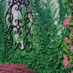 Creeping Fig - Ficus Pumila - 3 Pack Of Pint Pots -Garden Supplies Sales 2024 ficus pumila green creeping fig 112 3