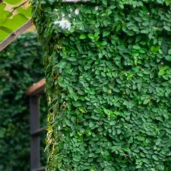 Creeping Fig (Ficus Pumila) - 5 Pack Of Quart Pots -Garden Supplies Sales 2024 ficus pumila green creeping fig 113 1