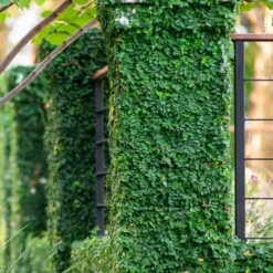 Creeping Fig - Ficus Pumila - 3 Pack Of Pint Pots