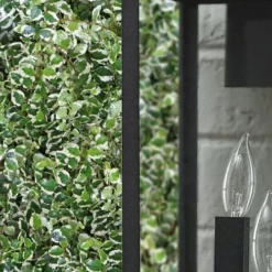 Variegated Creeping Fig (Ficus Pumila 'Variegata') - 10 Pack Of 4" Pint Pots -Garden Supplies Sales 2024 ficus pumila variegata creeping fig 101