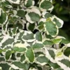 Variegated Creeping Fig - Ficus Pumila 'Variegata' - 5 Pack Of Pint Pots
