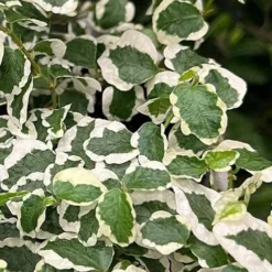 Variegated Creeping Fig (Ficus Pumila 'Variegata') - 10 Pack Of 4" Pint Pots