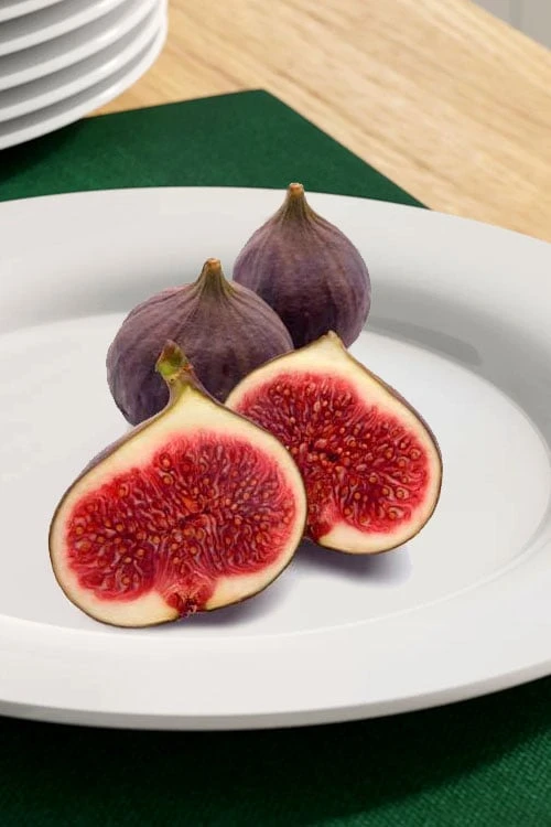 Texas Everbearing Fig Tree - 3 Gallon Pot 4 Texas Everbearing Fig Tree - 3 Gallon Pot - Image 4