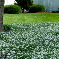 Sweet Woodruff (Galium Odoratum) - 5 Pack Of Quart Pots -Garden Supplies Sales 2024 galium odoratum sweet woodruff 2