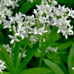 Sweet Woodruff (Galium Odoratum) - 6 Pack Of Pint Pots -Garden Supplies Sales 2024 galium odoratum sweet woodruff 3 1