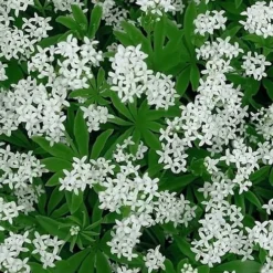 Sweet Woodruff (Galium Odoratum) - 6 Pack Of Pint Pots -Garden Supplies Sales 2024 galium odoratum sweet woodruff 5 1