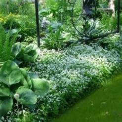 Sweet Woodruff (Galium Odoratum) - 5 Pack Of Quart Pots -Garden Supplies Sales 2024 galium odoratum sweet woodruff 6