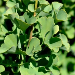 Mariken Dwarf Ginkgo Single Trunk Topiary Tree - 2 Gallon Pot -Garden Supplies Sales 2024 ginkgo biloba mariken dwarf 4