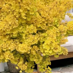 Mariken Dwarf Ginkgo Single Trunk Topiary Tree - 2 Gallon Pot -Garden Supplies Sales 2024 ginkgo biloba mariken single trunk topiary tree 1