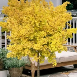 Mariken Dwarf Ginkgo Single Trunk Topiary Tree - 2 Gallon Pot