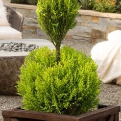 Goldcrest Monterey Lemon Cypress - 2-Ball Poodle Tier Topiary - 2 Gallon Pot