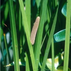 American Sweet Flag (Acorus Americanus) - 8 Pack Of 1 Gallon Pots -Garden Supplies Sales 2024 grass american sedge 500x750 2