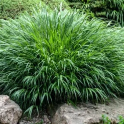 Hakone Japanese Forest Grass (Hakonechloa Macra) - 1 Gallon Pot -Garden Supplies Sales 2024 hakonechloa macra hakone japanese forest grass 4