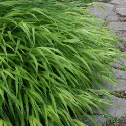 Hakone Japanese Forest Grass (Hakonechloa Macra) - 1 Gallon Pot -Garden Supplies Sales 2024 hakonechloa macra hakone japanese forest grass 5