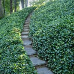 English Ivy (Hedera Helix) - 72 Pack Of 3.5" Pots