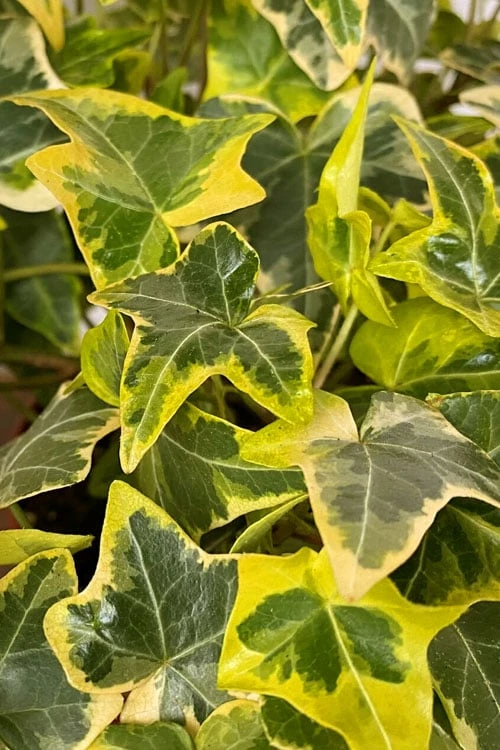 Gold Child Ivy (Hedera Helix) - 10 Pack Of Pint Pots 1 Gold Child Ivy (Hedera Helix) - 10 Pack Of Pint Pots