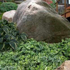 Ingelise English Ivy (Hedera) - 5 Pack Of Pint Pots