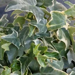 Ingelise English Ivy (Hedera) - 5 Pack Of Pint Pots -Garden Supplies Sales 2024 hedera helix ingelise english ivy 4 1