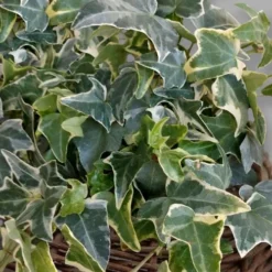 Ingelise English Ivy (Hedera) - 5 Pack Of Pint Pots -Garden Supplies Sales 2024 hedera helix ingelise english ivy 6 1
