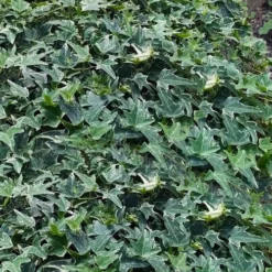 Ingelise English Ivy (Hedera) - 10 Pack Of 4" Pots -Garden Supplies Sales 2024 hedera helix ingelise english ivy 7