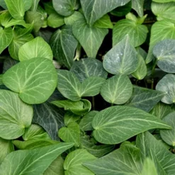 Teardrop Ivy (Hedera Helix) - 5 Pack Of Pint Pots -Garden Supplies Sales 2024 hedera helix teardrop ivy 100