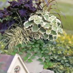 Teardrop Ivy (Hedera Helix) - 5 Pack Of Pint Pots -Garden Supplies Sales 2024 hedera helix teardrop ivy 101