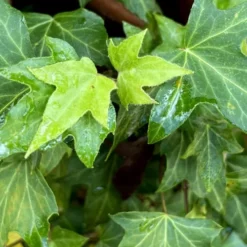 Wilson Ivy (Hedera Helix) - 5 Pack Of Quart Pots 11 Wilson Ivy (Hedera Helix) - 5 Pack Of Quart Pots -Garden Supplies Sales 2024 hedera helix wilsonii wilson ivy 1