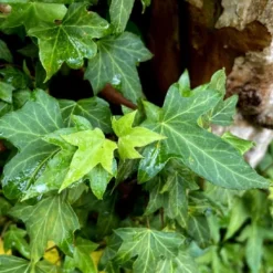 Wilson Ivy (Hedera Helix) - 5 Pack Of Quart Pots 9 Wilson Ivy (Hedera Helix) - 5 Pack Of Quart Pots -Garden Supplies Sales 2024 hedera helix wilsonii wilson ivy 2