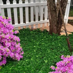 Wilson Ivy (Hedera Helix) - 5 Pack Of Quart Pots 10 Wilson Ivy (Hedera Helix) - 5 Pack Of Quart Pots -Garden Supplies Sales 2024 hedera helix wilsonii wilson ivy 5