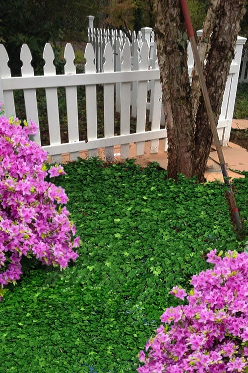 Wilson Ivy (Hedera Helix) - 5 Pack Of Quart Pots 5 Wilson Ivy (Hedera Helix) - 5 Pack Of Quart Pots - Image 5